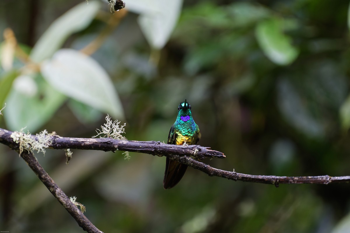 Golden-bellied Starfrontlet - ML633571993