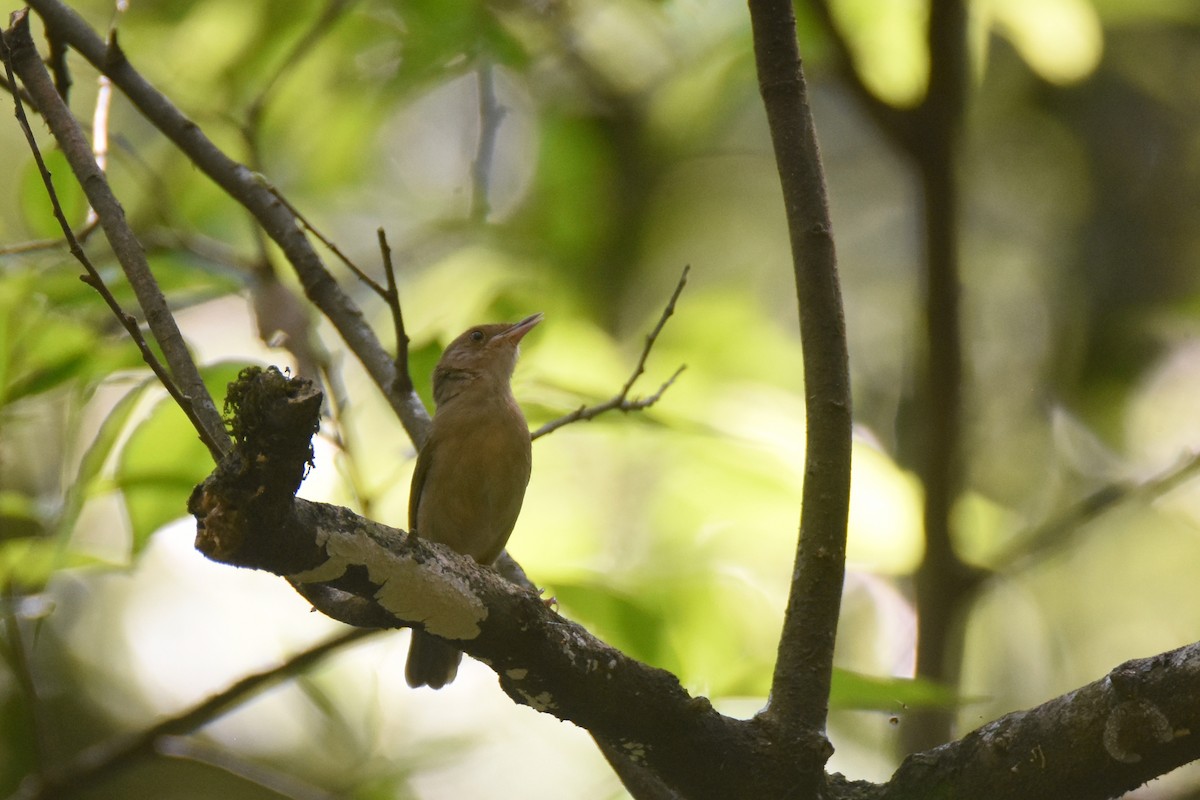Olive-green Camaroptera - ML633572072