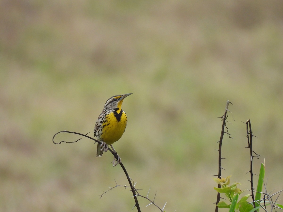 Eastern Meadowlark (Cuban) - ML633572142