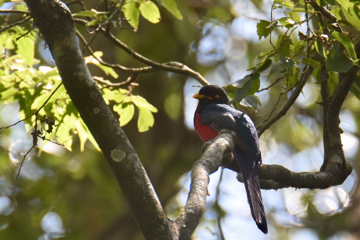 Bar-tailed Trogon - ML633572159