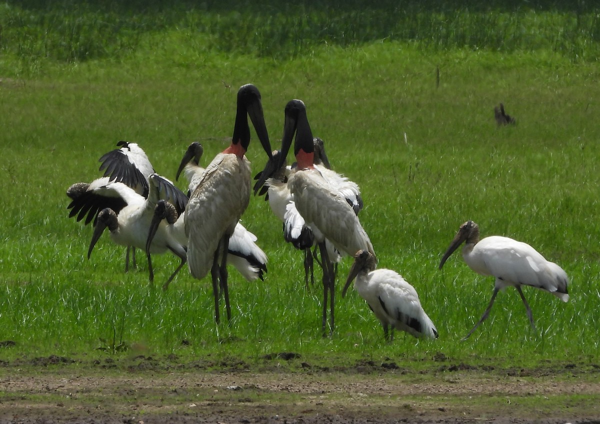 Jabiru - John and Milena Beer