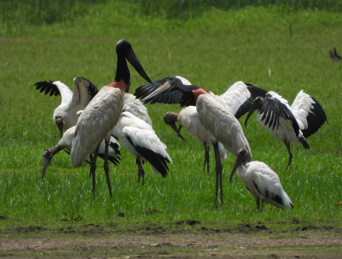 Jabiru - John and Milena Beer