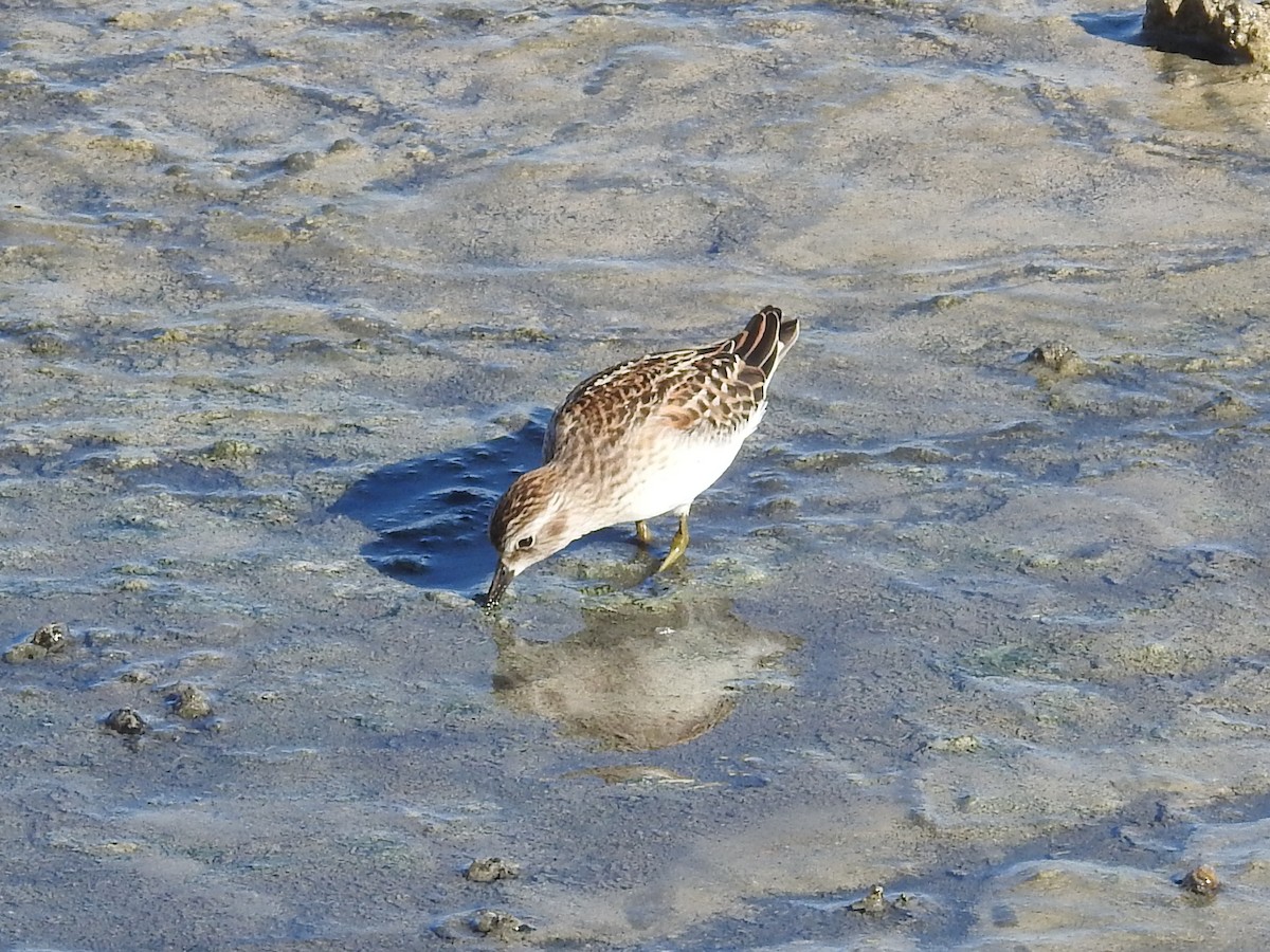Least Sandpiper - ML633572242