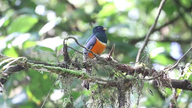 Collared Trogon (Orange-bellied) - ML633572303
