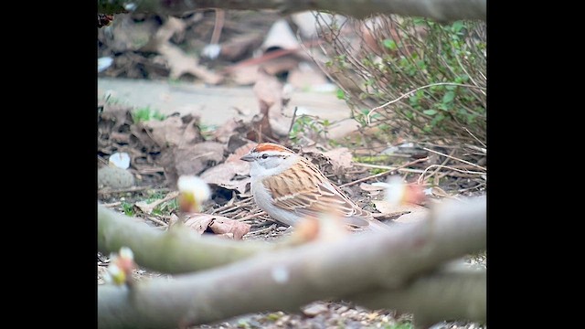 Chipping Sparrow - ML633572698