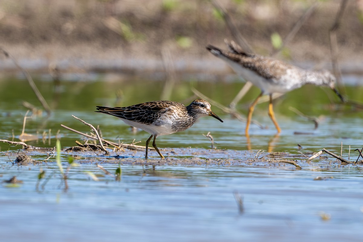 Pectoral Sandpiper - ML633572766