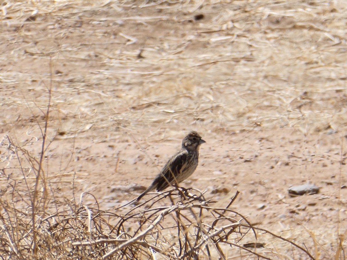 Lark Bunting - ML633572780