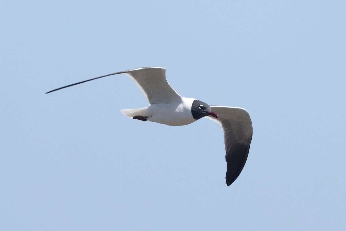 Laughing Gull - ML633572841