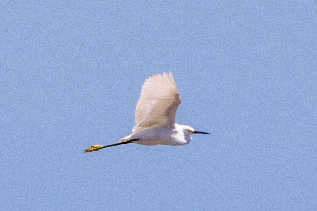 Snowy Egret - ML633572847
