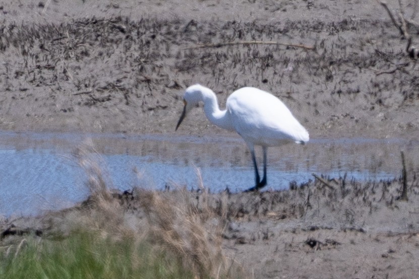 Snowy Egret - ML633572848