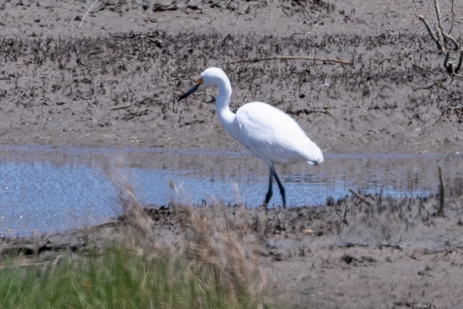 Snowy Egret - ML633572849
