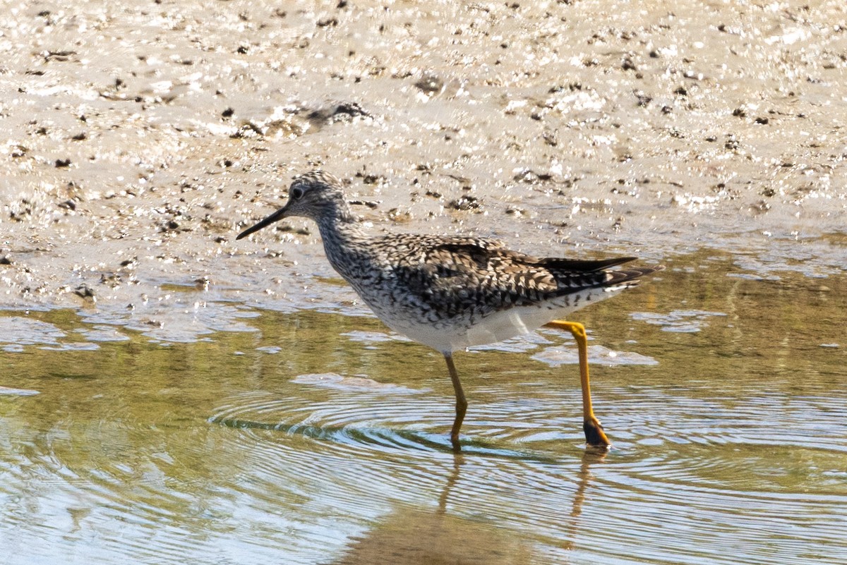 Greater Yellowlegs - ML633572857