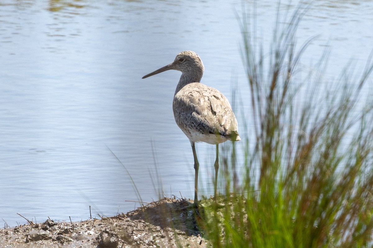 Willet - ML633572868