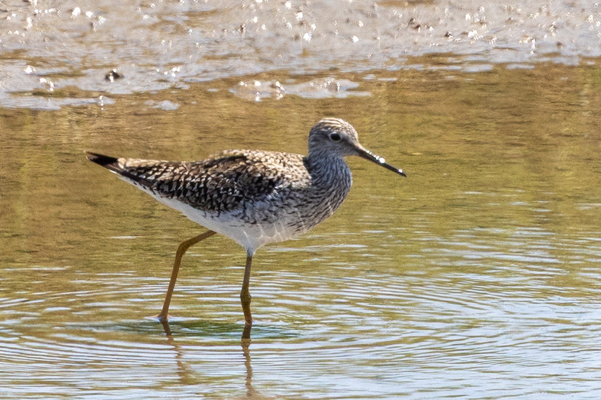 Willet - ML633572869