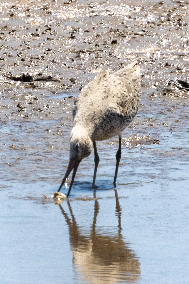 Willet - ML633572870