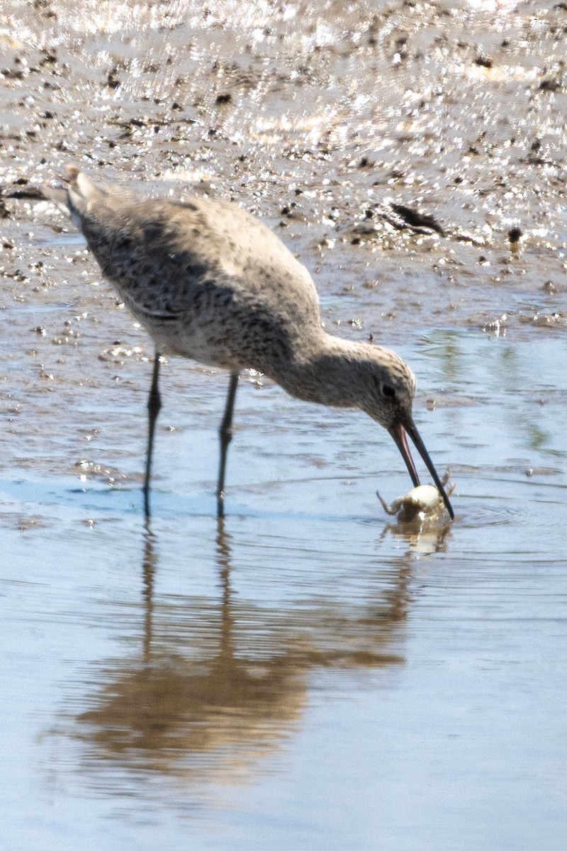 Willet - ML633572871