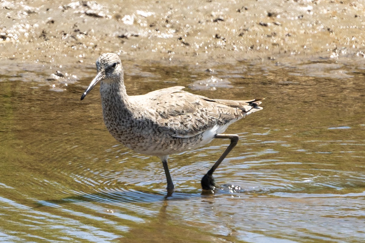 Willet - ML633572872
