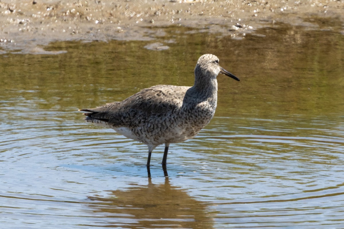 Willet - ML633572873