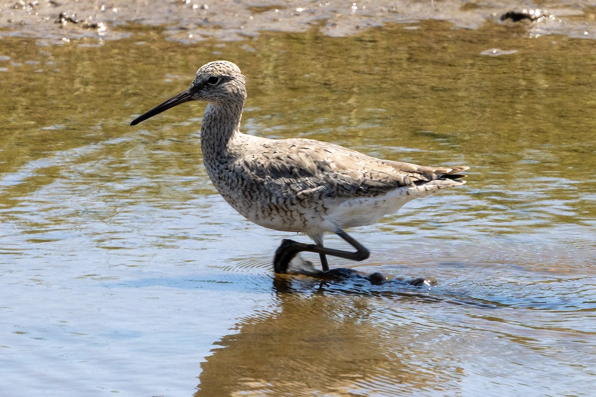 Willet - ML633572874