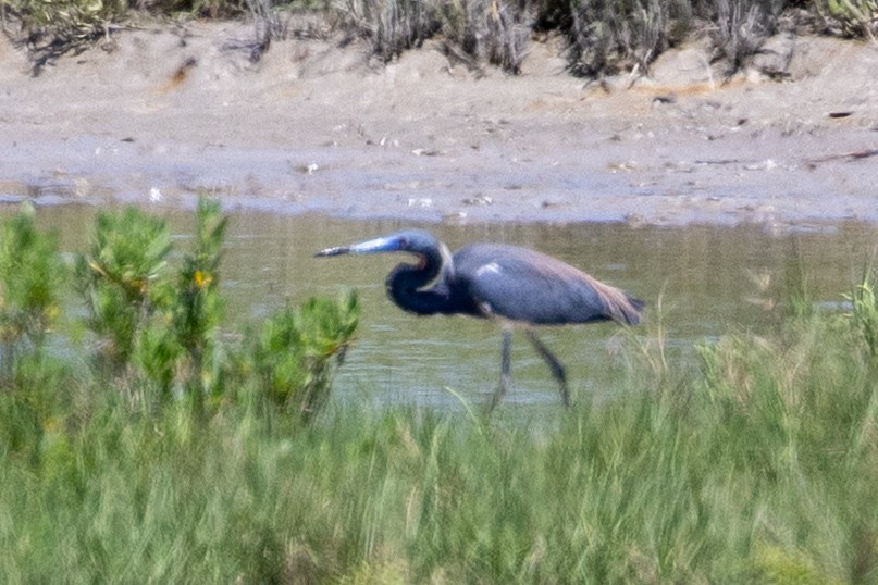 Tricolored Heron - ML633572914
