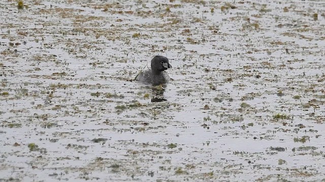 Pied-billed Grebe - ML633572956