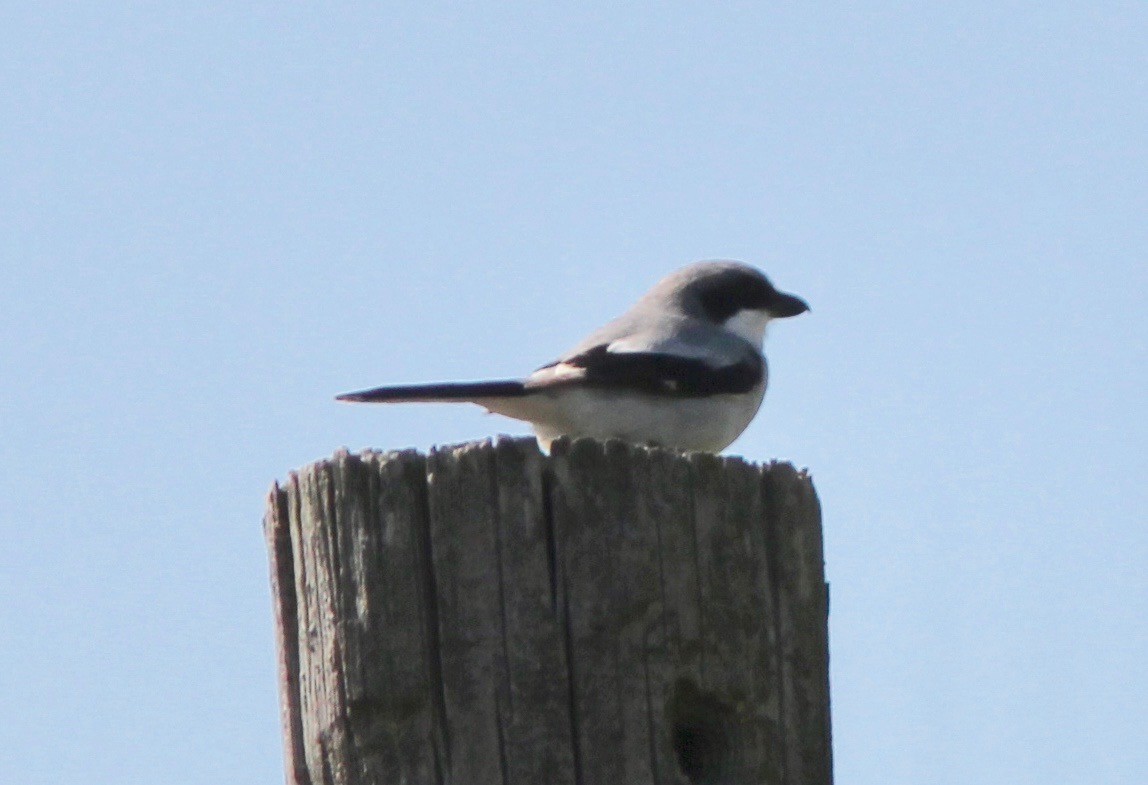 Loggerhead Shrike - ML633572987