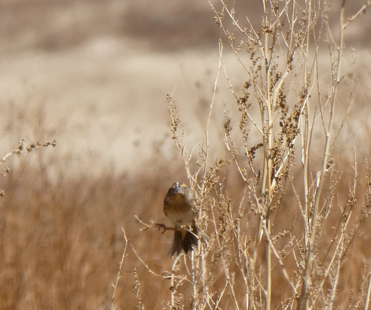 Grasshopper Sparrow - ML633572988