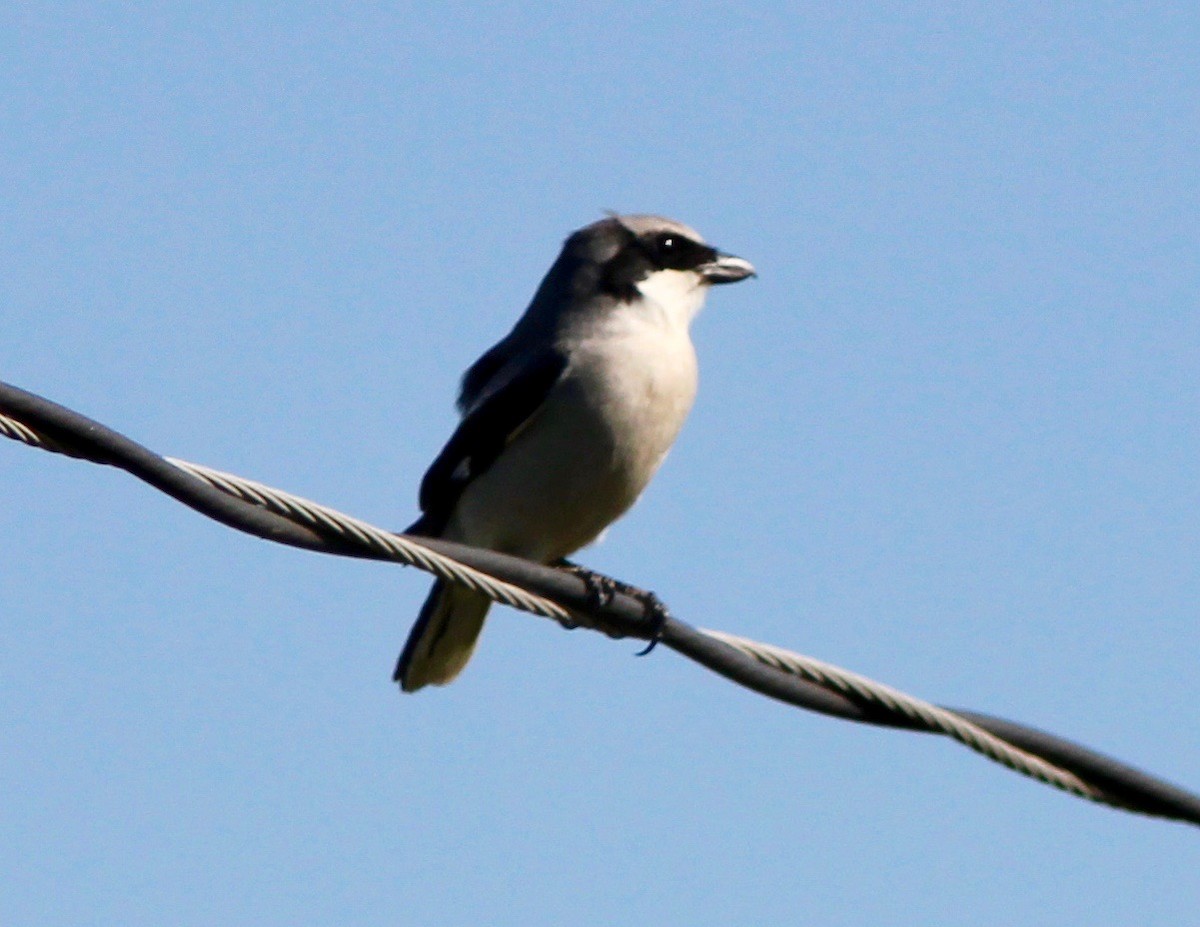 Loggerhead Shrike - ML633573002