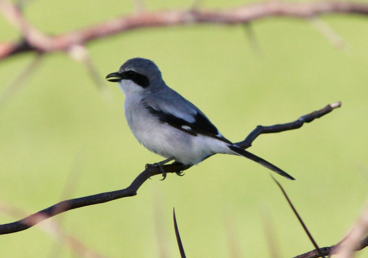 Loggerhead Shrike - ML633573015