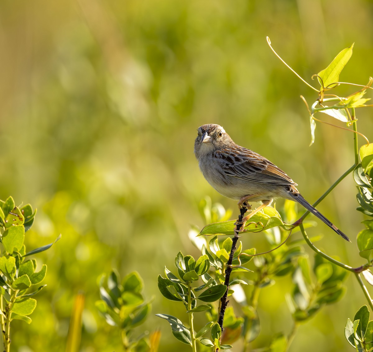 Bachman's Sparrow - ML633573016