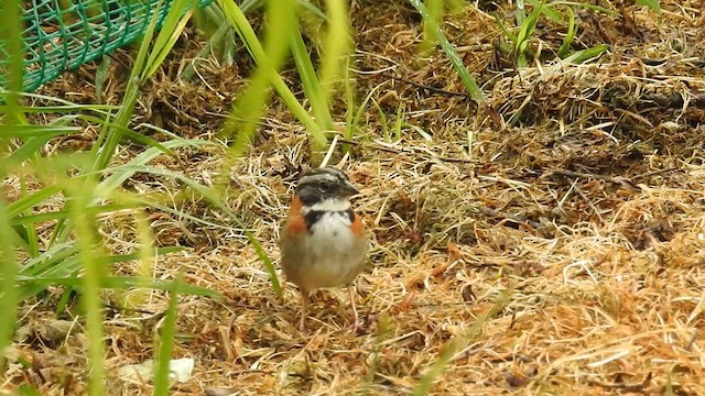 アカエリシトド - ML633573081