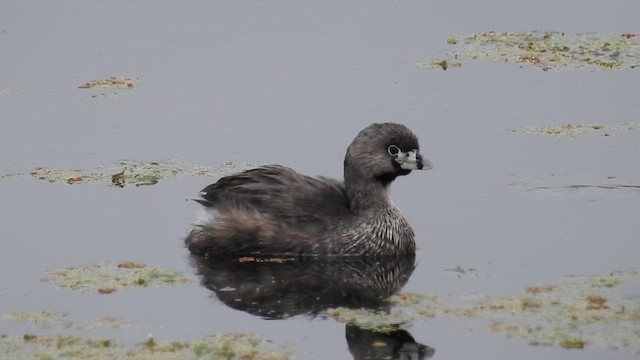 Pied-billed Grebe - ML633573271