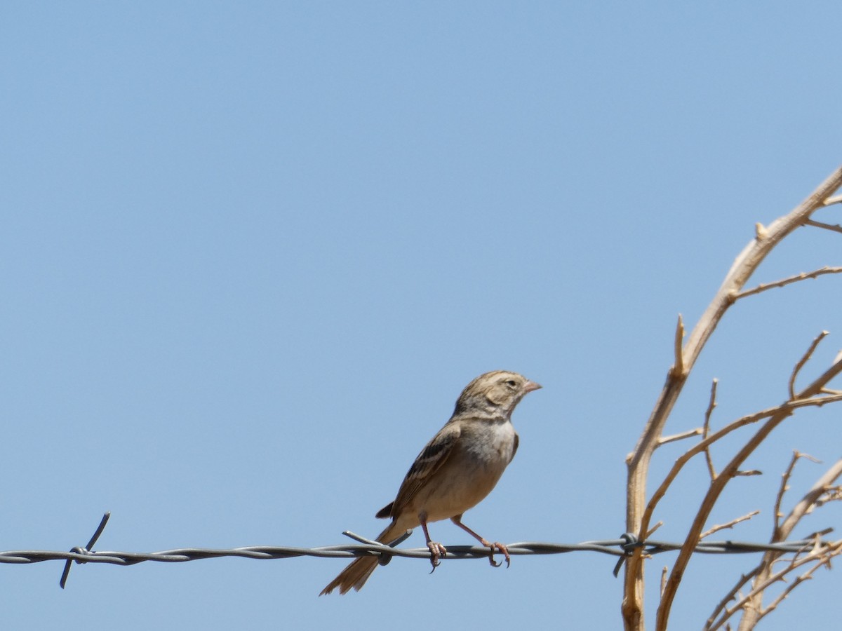 Brewer's Sparrow - ML633573330