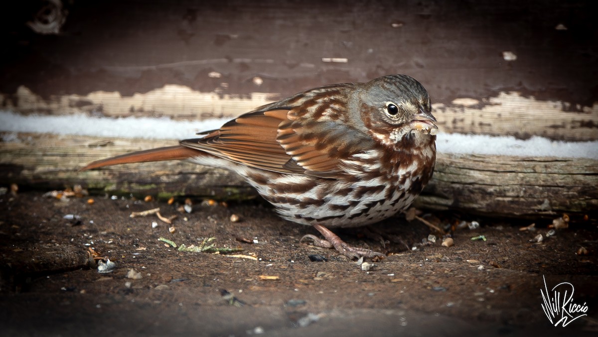 Fox Sparrow - ML633573442