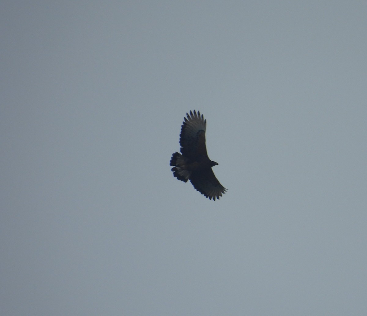 Black-and-chestnut Eagle - ML633573474