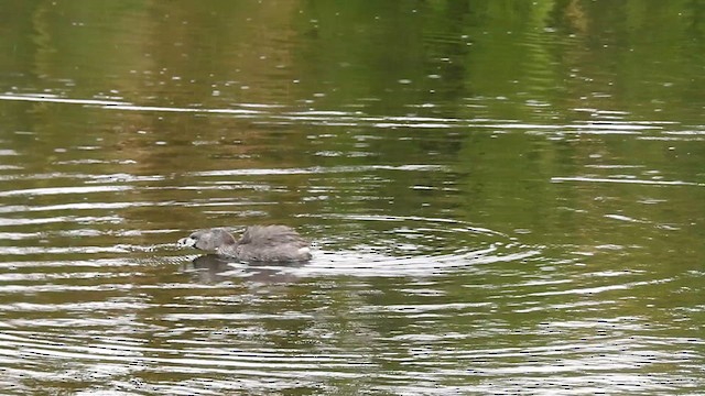Pied-billed Grebe - ML633573562