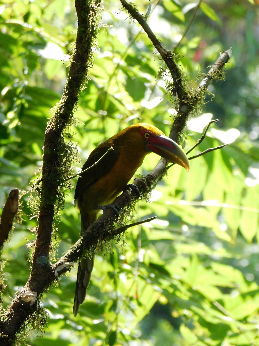 Saffron Toucanet - ML633573580
