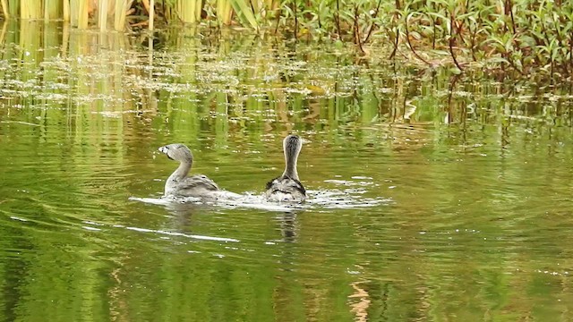 Pied-billed Grebe - ML633573634