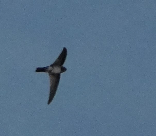 Drab Swiftlet - ML633573668