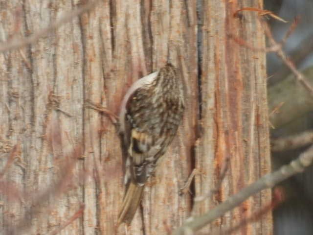 Brown Creeper - ML633573721