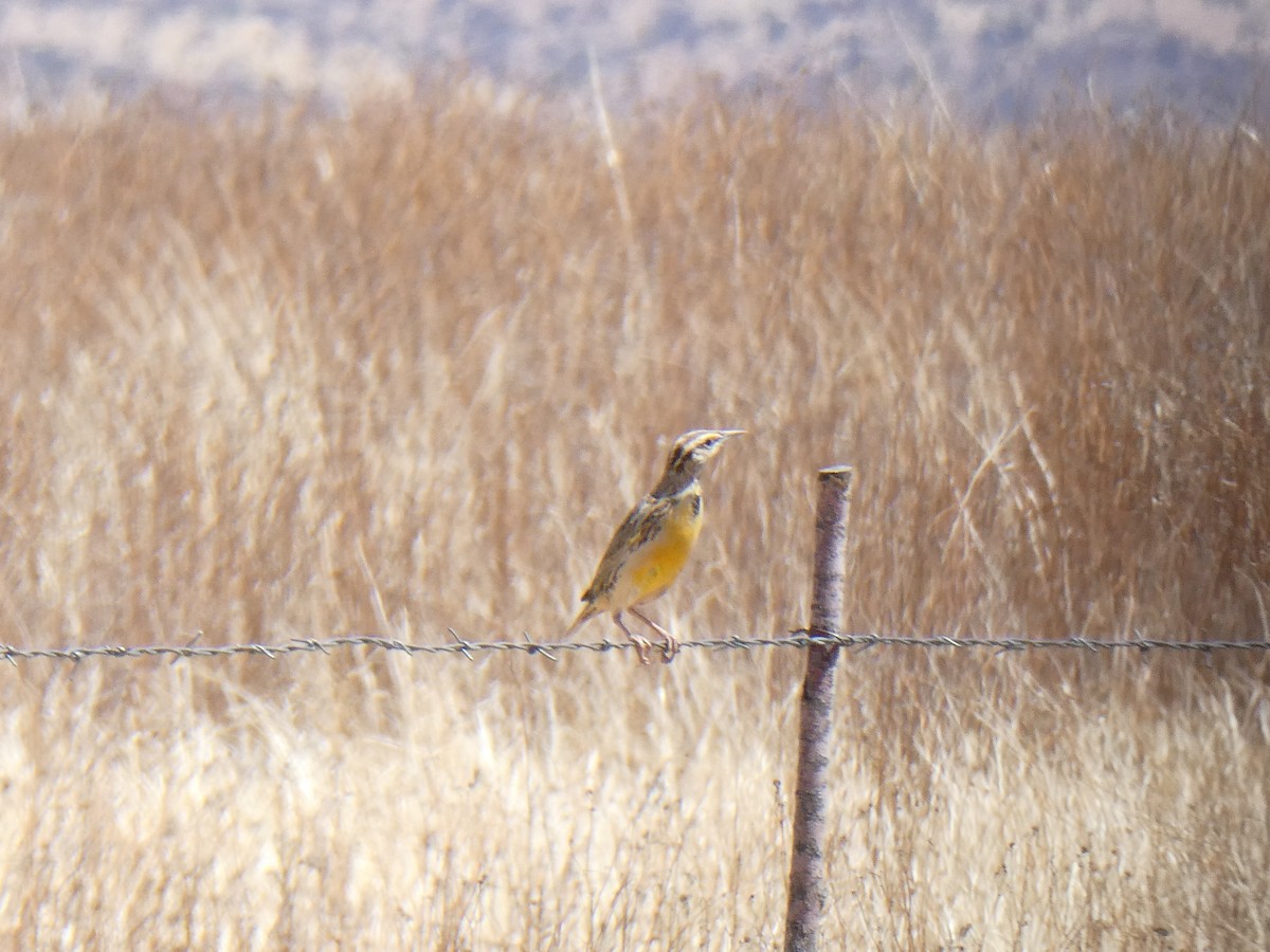 Chihuahuan Meadowlark - ML633573730