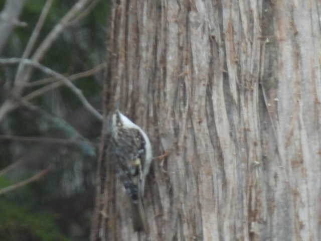 Brown Creeper - ML633573772