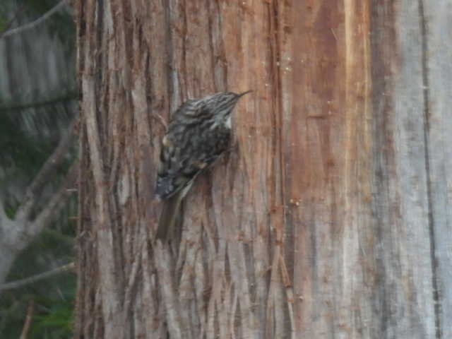 Brown Creeper - ML633573773