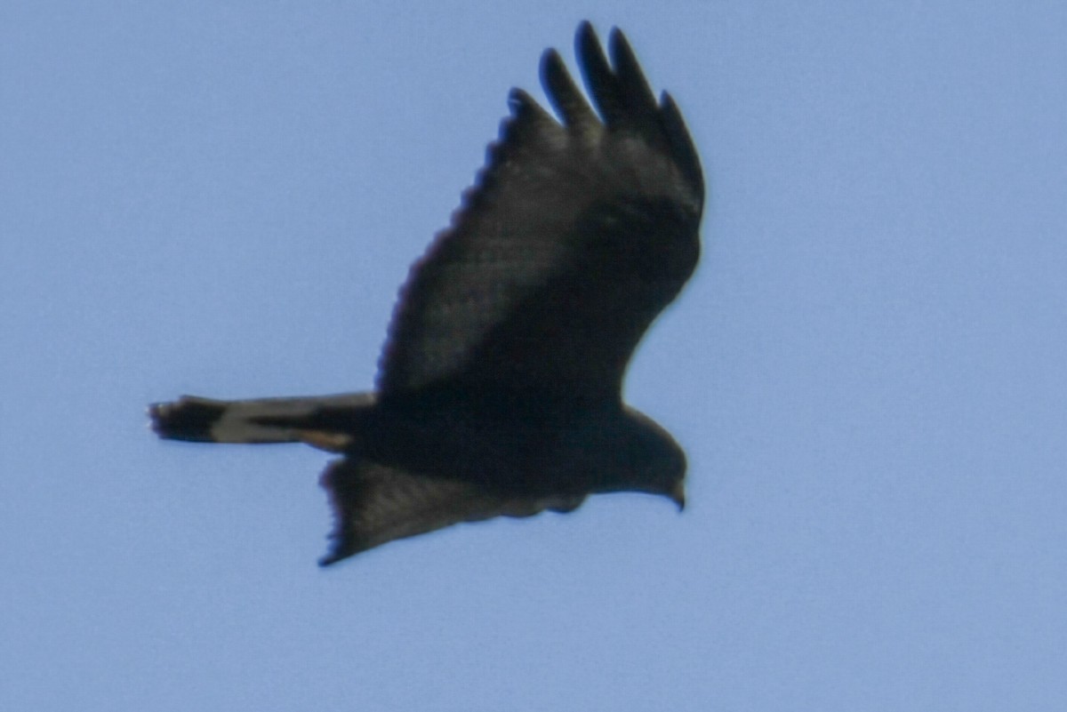 Zone-tailed Hawk - ML633573858