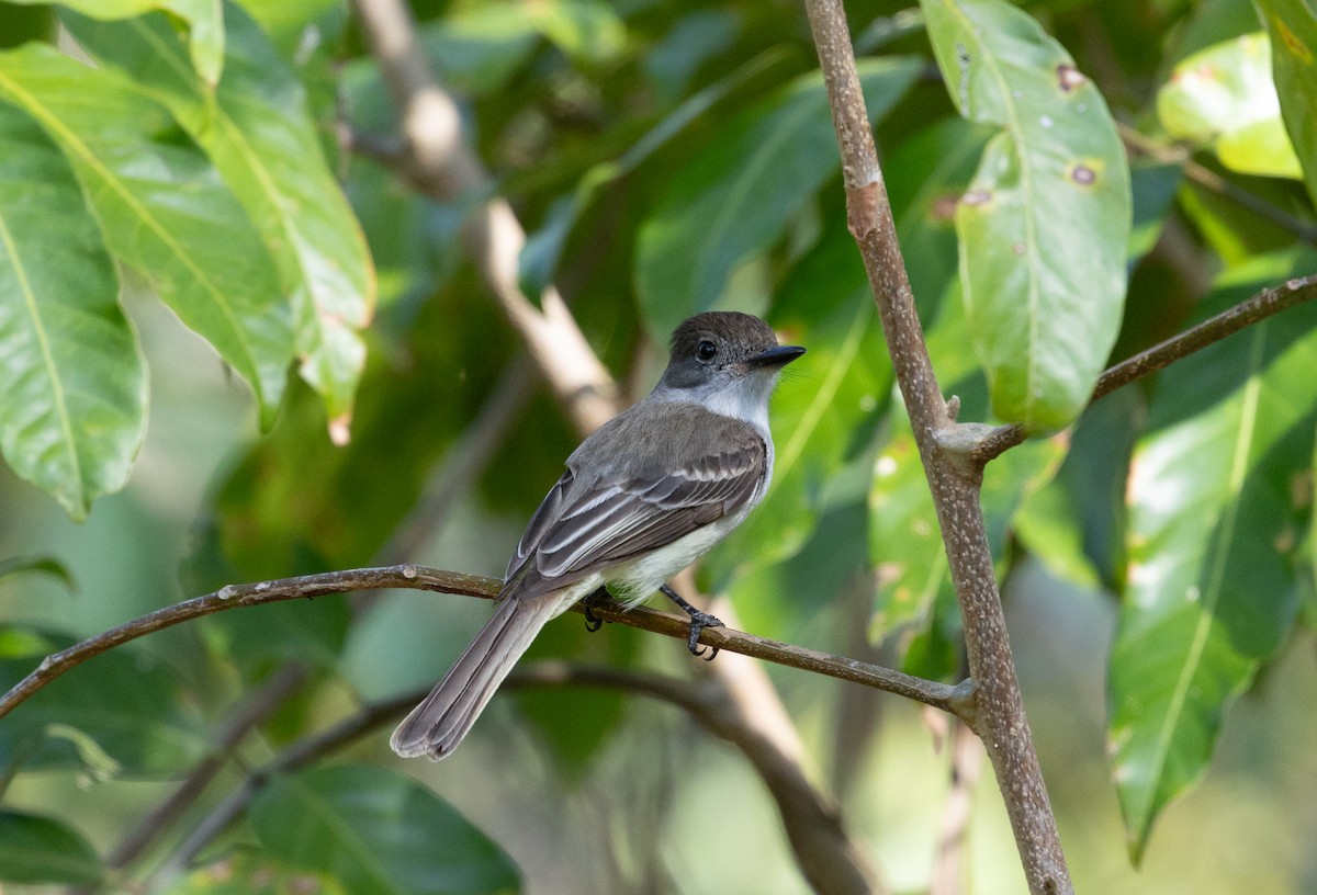 La Sagra's Flycatcher - ML633573877