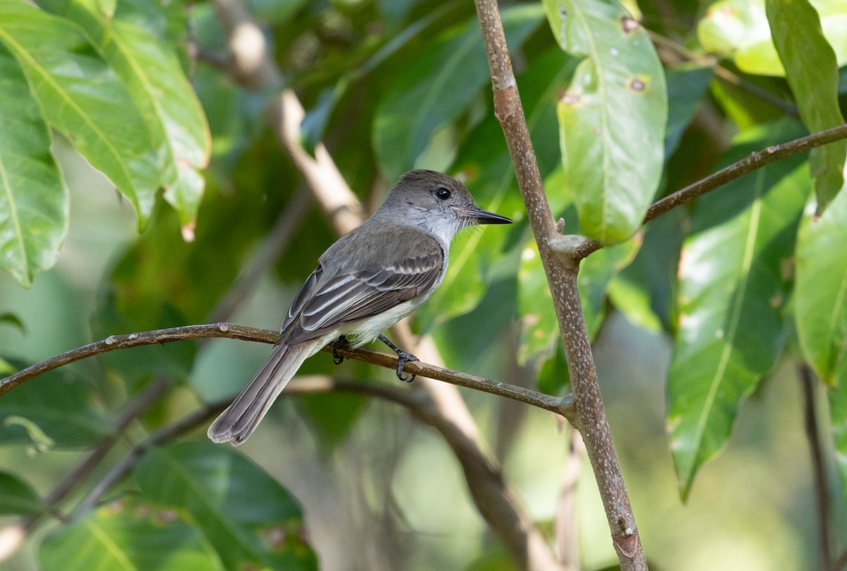 La Sagra's Flycatcher - ML633573878
