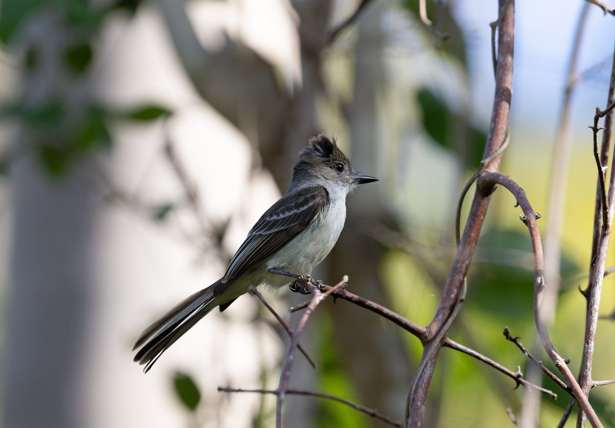 La Sagra's Flycatcher - ML633573880