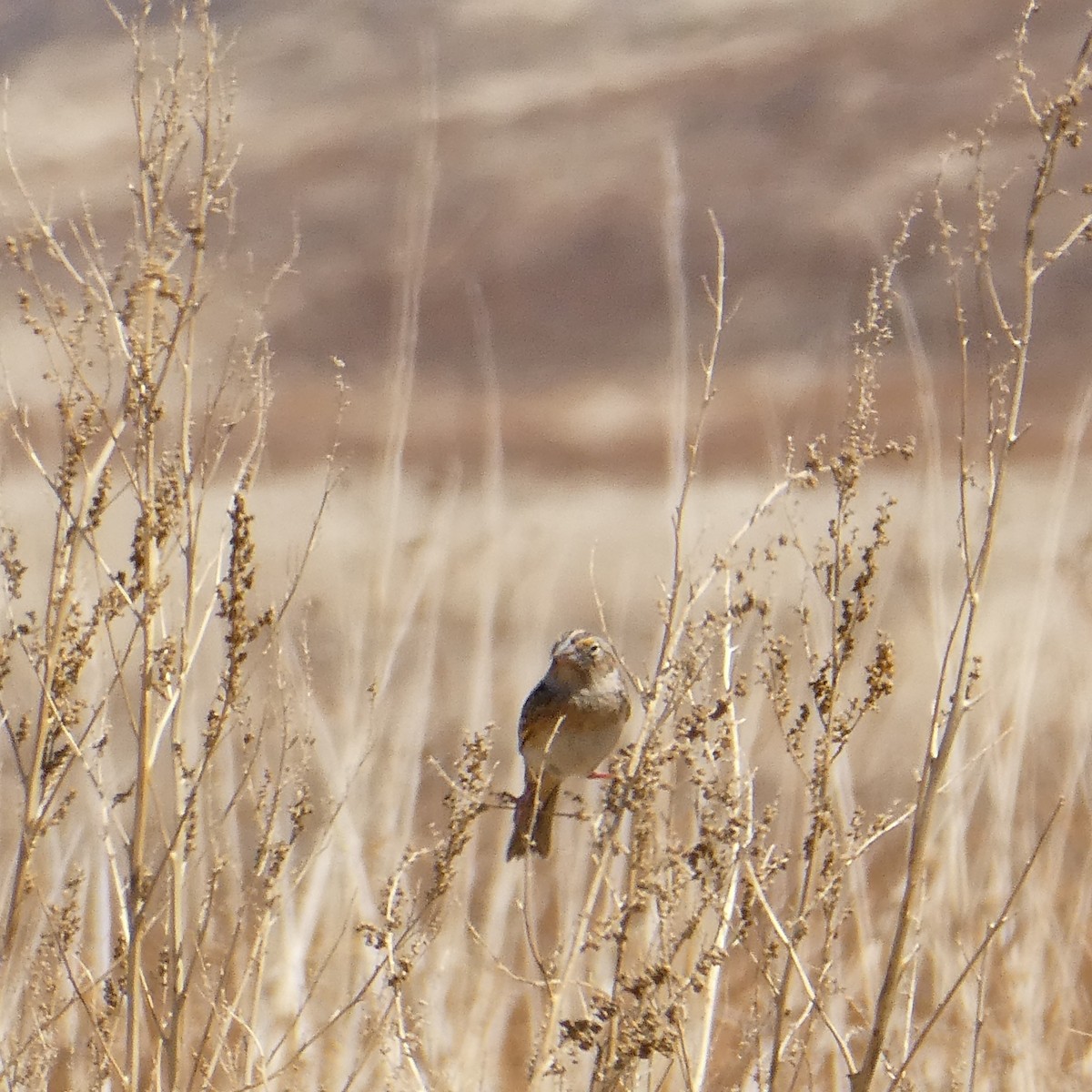 Grasshopper Sparrow - ML633574088