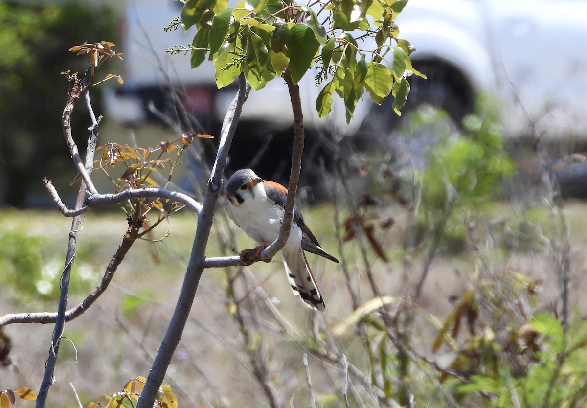 American Kestrel - ML633574169