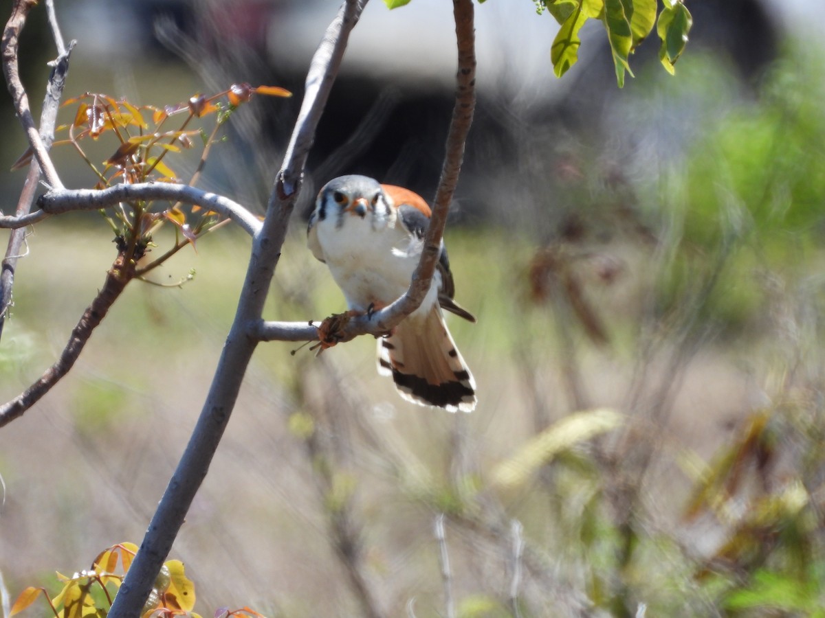 American Kestrel - ML633574170